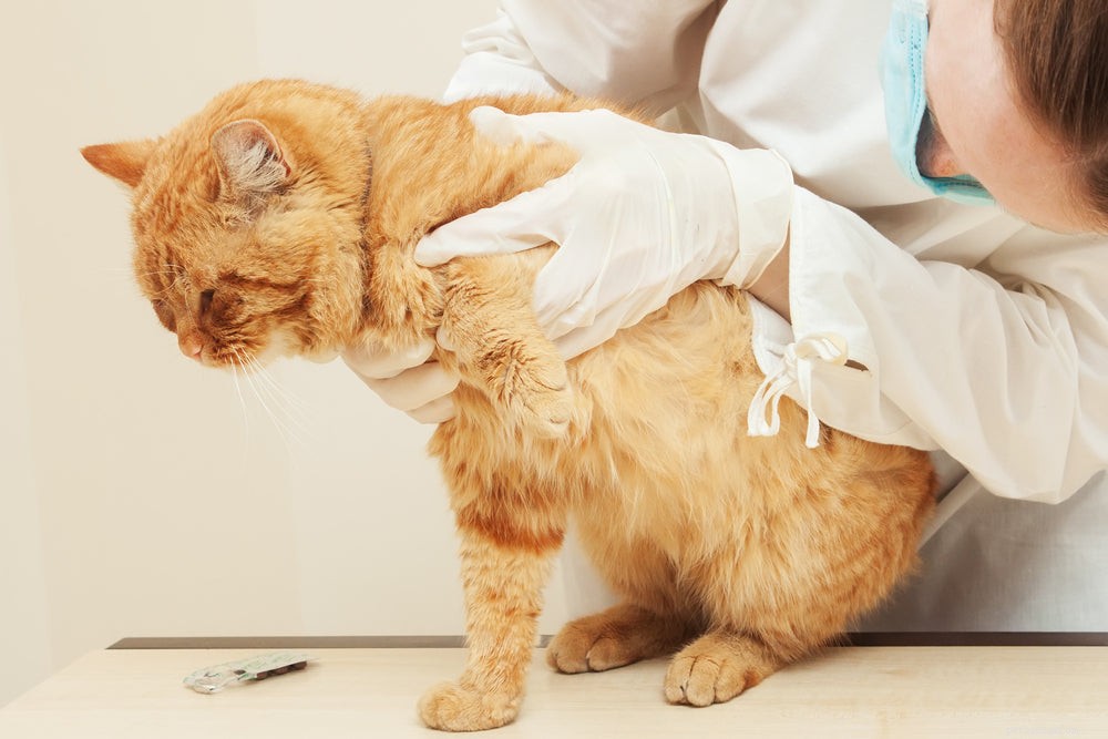 Kattenhuidirritatie:symptomen, oorzaken en behandeling
