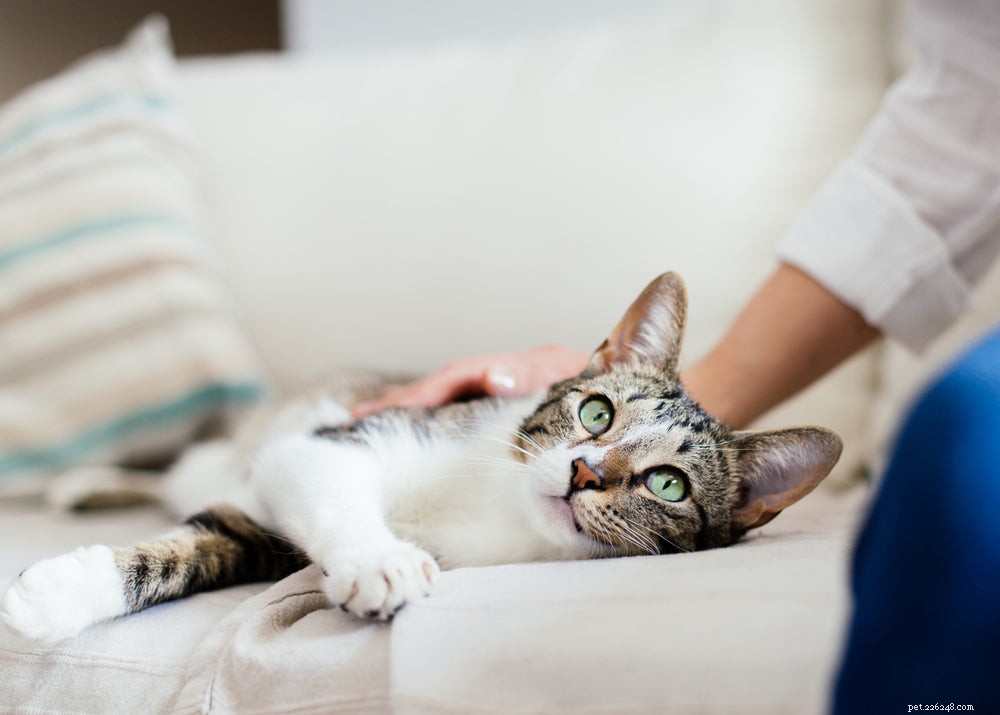 Vaccino contro la leucemia felina:dovresti vaccinare il tuo gatto?