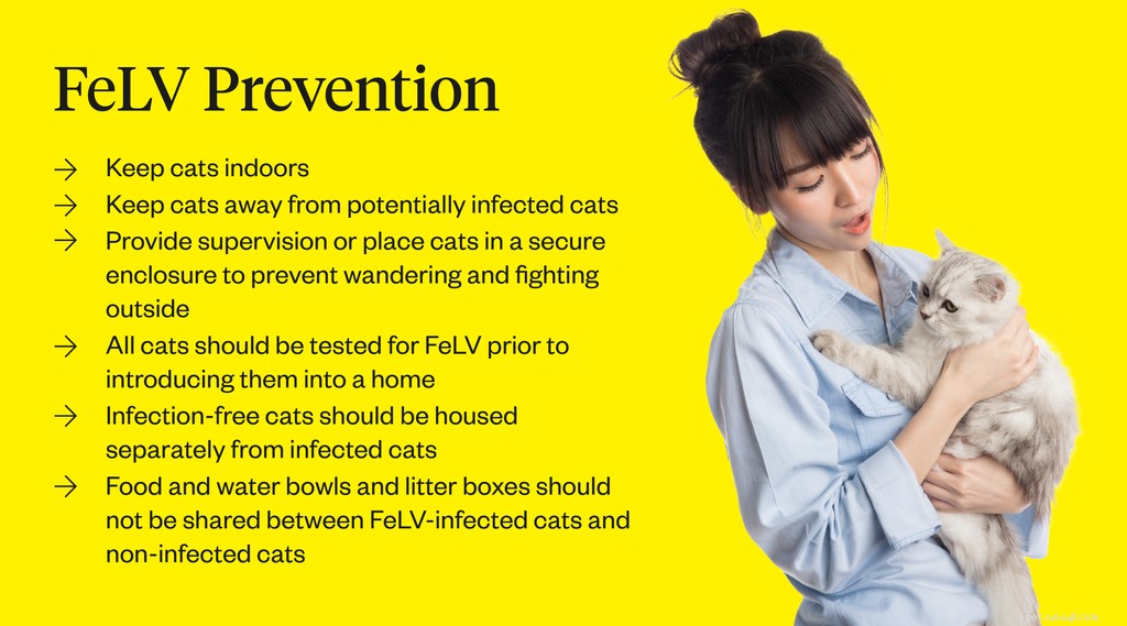 Vaccino contro la leucemia felina:dovresti vaccinare il tuo gatto?