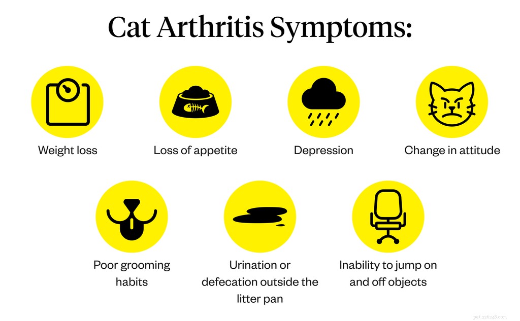 Artrite del gatto:sintomi, cause e trattamenti