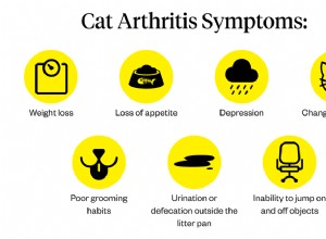 고양이 관절염:증상, 원인 및 치료
