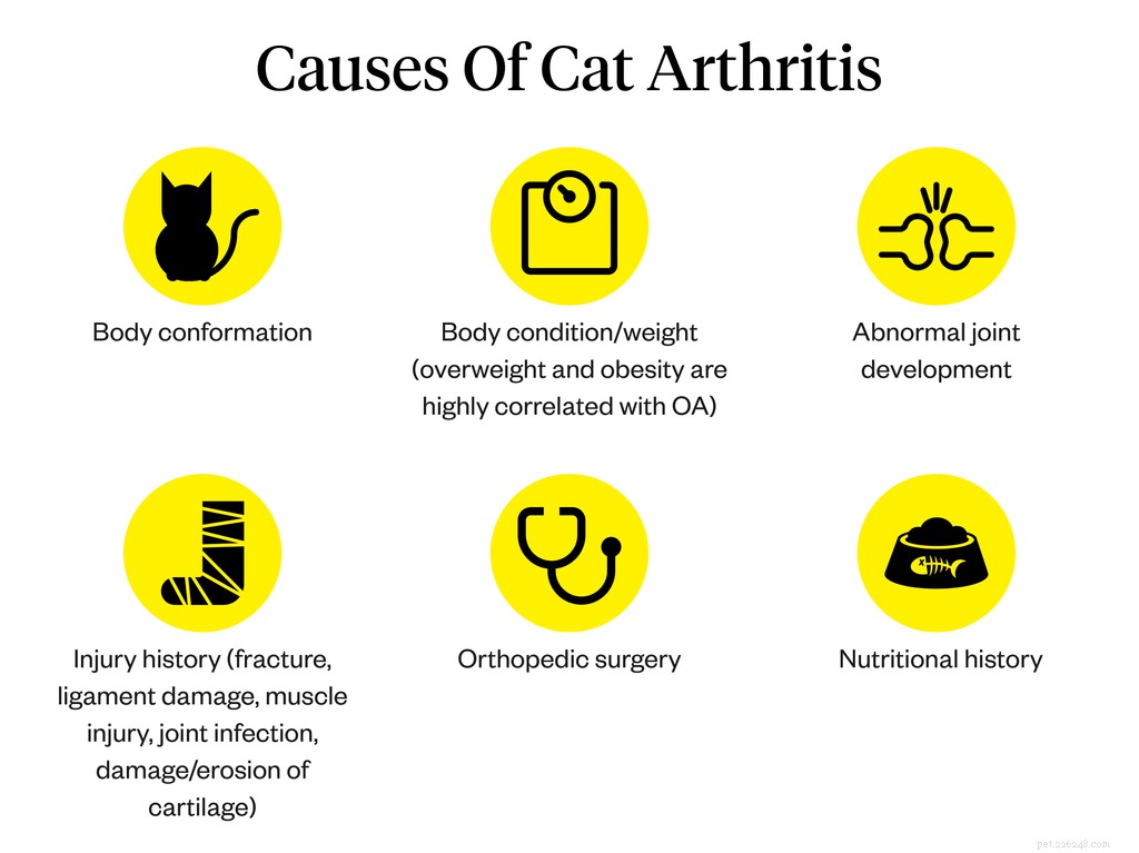 Artritis bij katten:symptomen, oorzaken en behandelingen