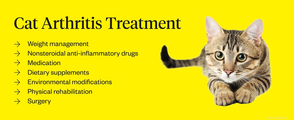 Artritis bij katten:symptomen, oorzaken en behandelingen