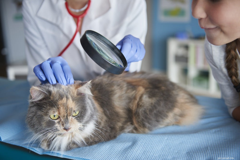 Katthudcancer:Vad kattägare behöver se efter
