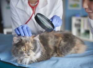 Kattenhuidkanker:waar katteneigenaren op moeten letten