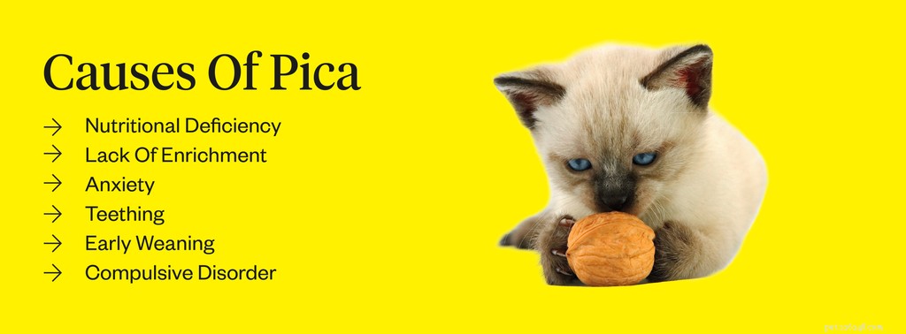 Pica In Cats:Symptomen, Oorzaken, Behandelingen