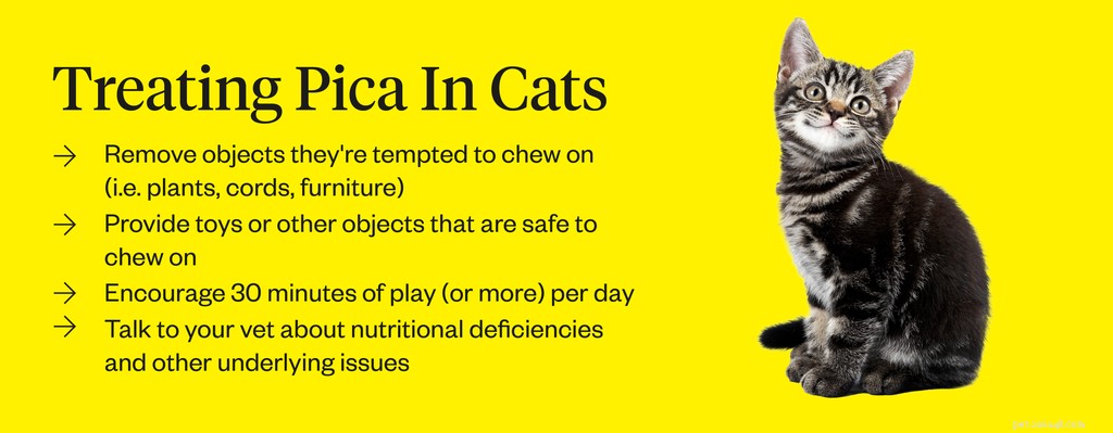 Pica u koček:Příznaky, příčiny, léčba