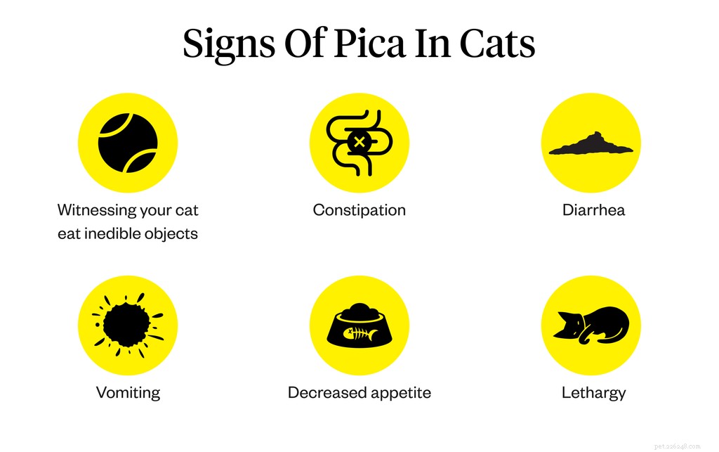 Pica u koček:Příznaky, příčiny, léčba