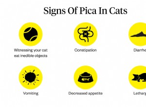 고양이의 파이카:증상, 원인, 치료