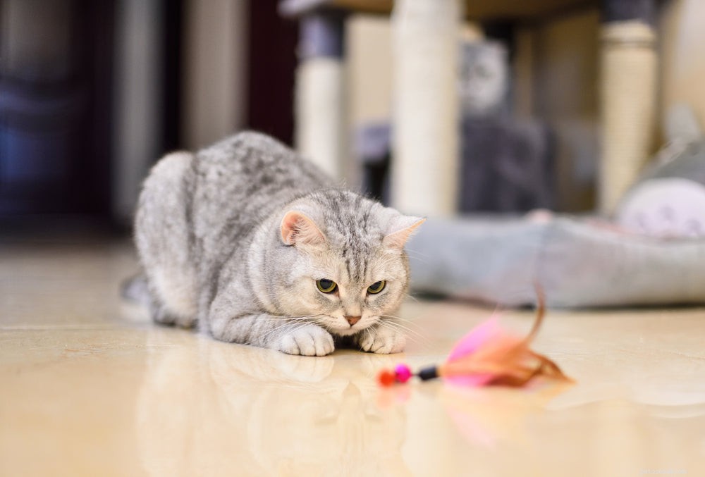 고양이의 파이카:증상, 원인, 치료