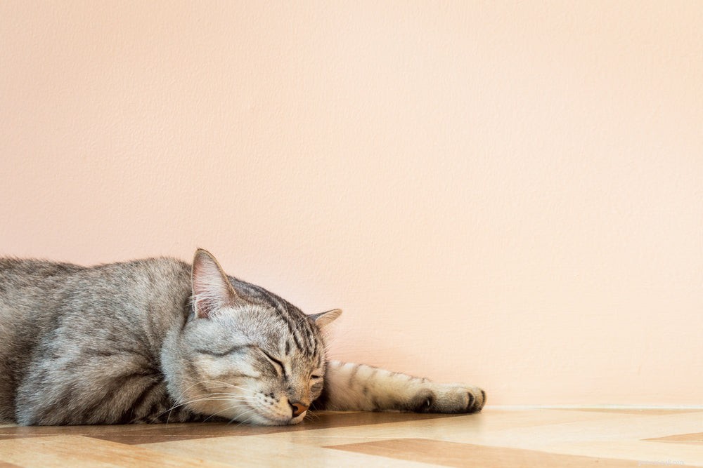 無気力な猫：原因と治療 