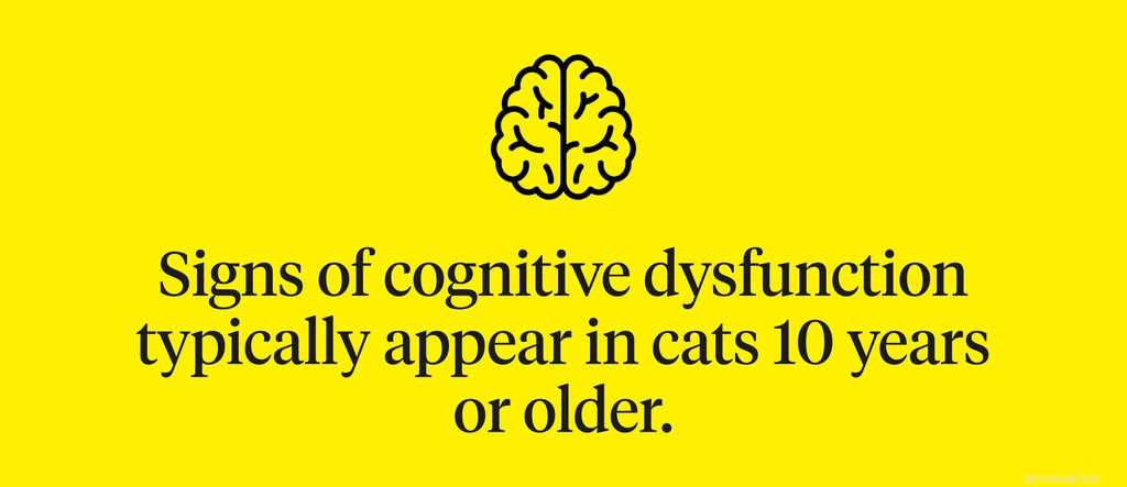 Kočičí demence:Příznaky, příčiny a léčba