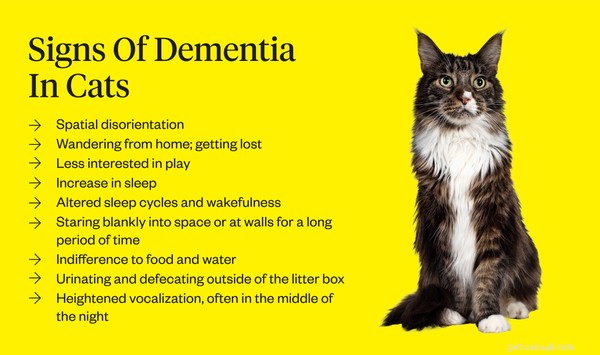 Démence du chat :symptômes, causes et traitement