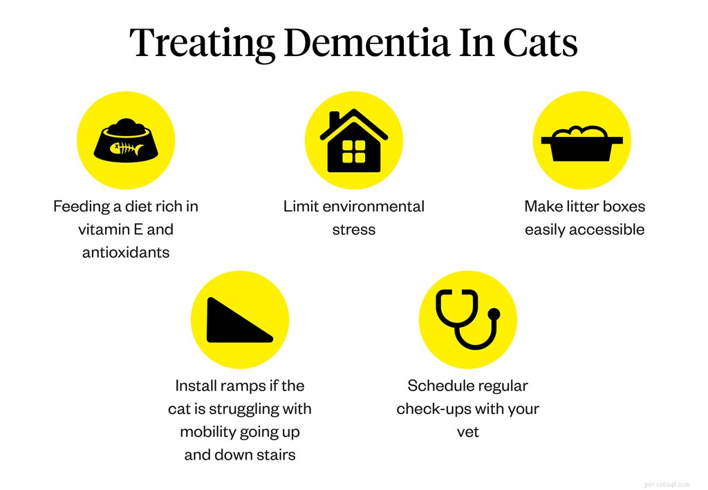 Kočičí demence:Příznaky, příčiny a léčba