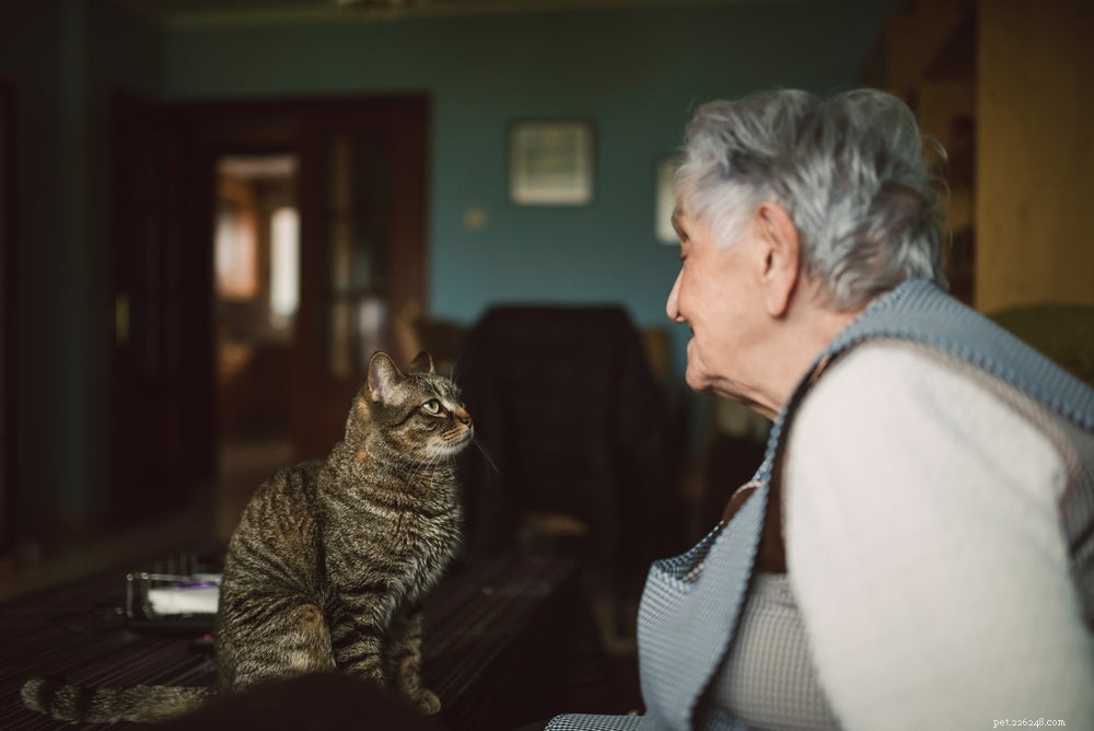Demência em gatos:sintomas, causas e tratamento