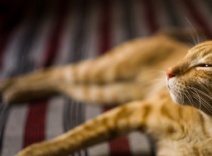 고양이 당뇨병:증상, 원인 및 치료