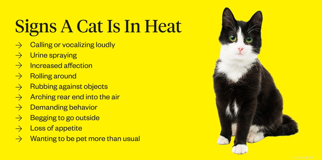 Combien de temps un chat reste-t-il en chaleur ?