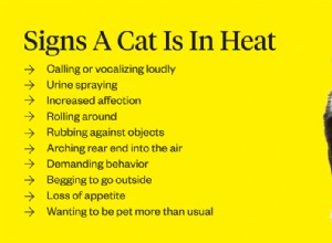 Quanto tempo fa un gatto in calore?