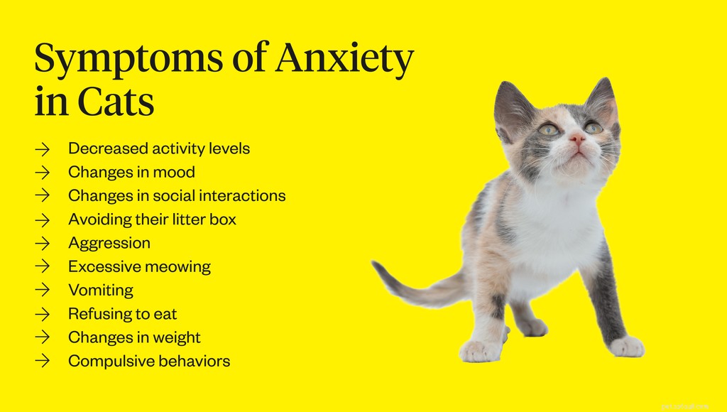 Léčba kočičí úzkosti