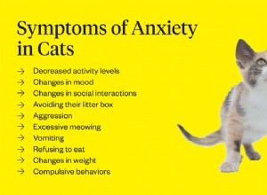 Traitement de l anxiété du chat