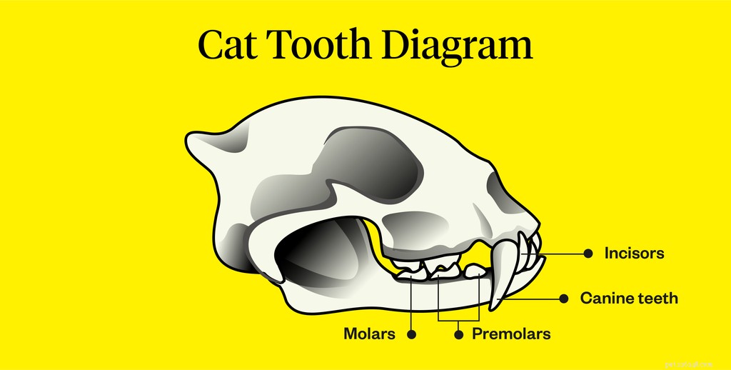 猫は何本の歯を持っていますか？ 
