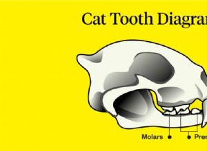 Hur många tänder har katter?