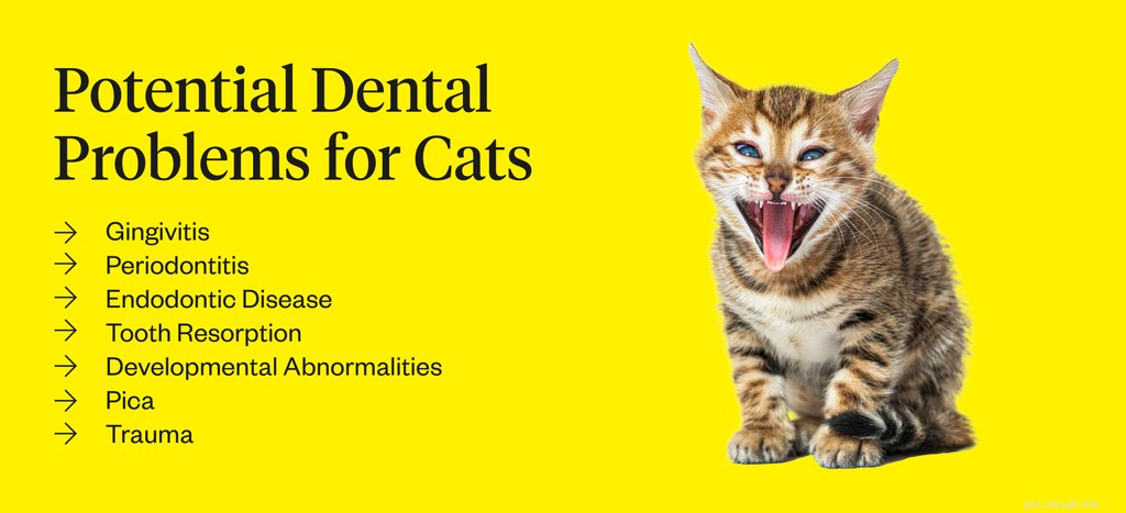Kolik zubů mají kočky?