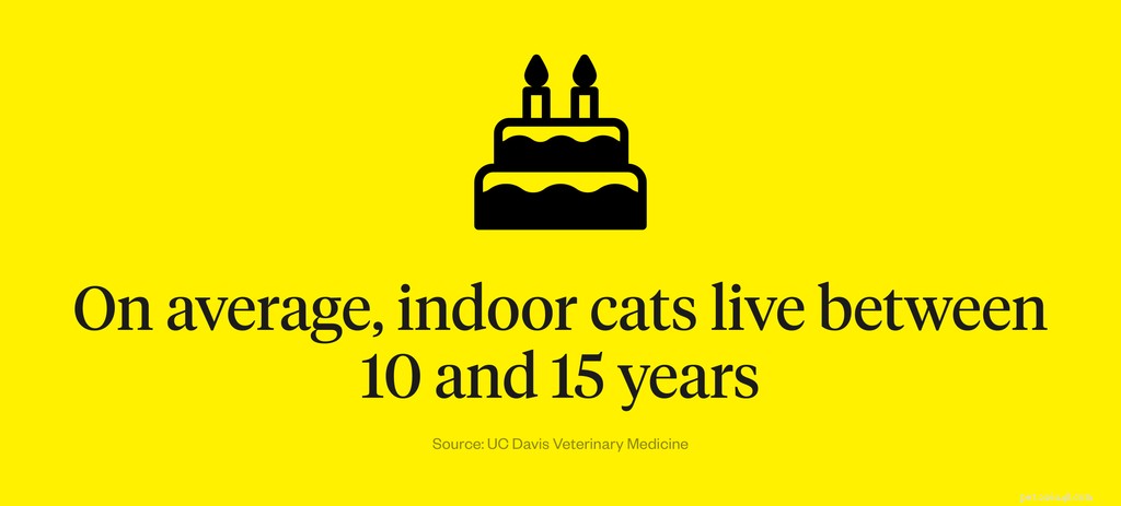 실내 고양이의 수명은 얼마나 됩니까?