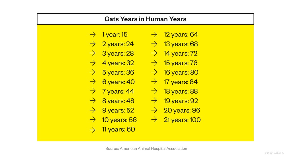 Как долго живут домашние кошки?