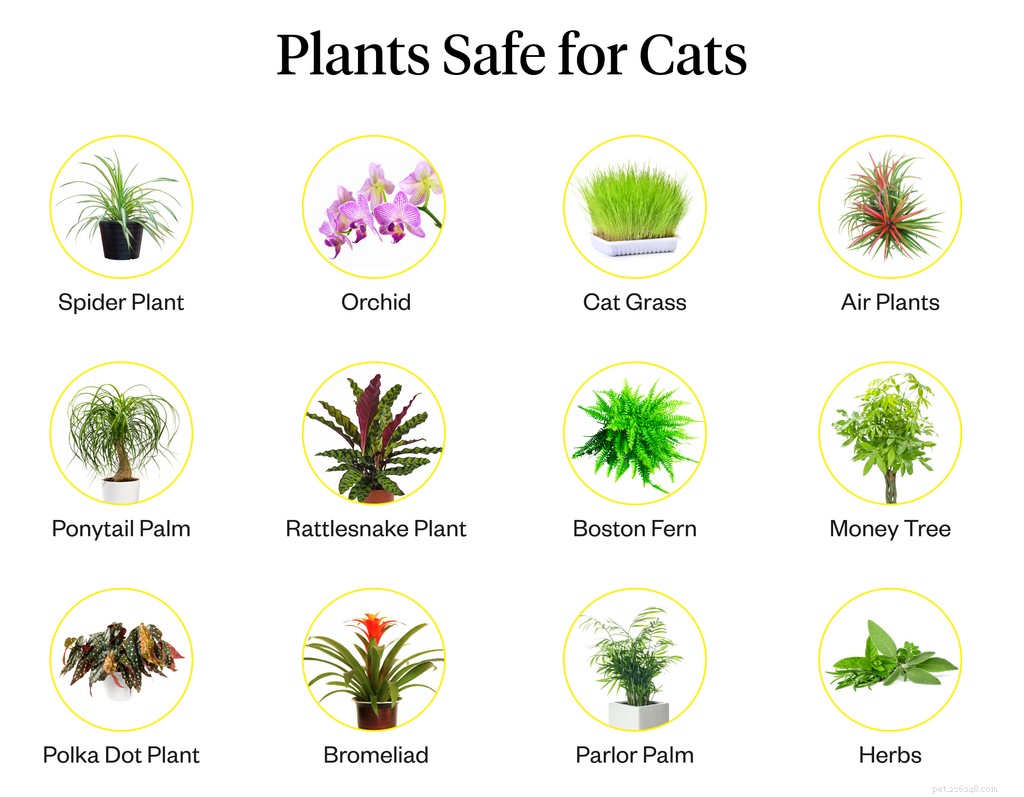 Welke planten zijn veilig voor katten?