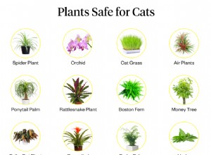 Quais plantas são seguras para gatos?