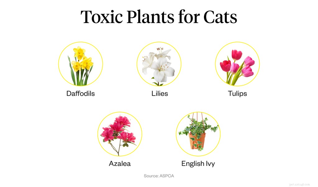 Vilka växter är säkra för katter?