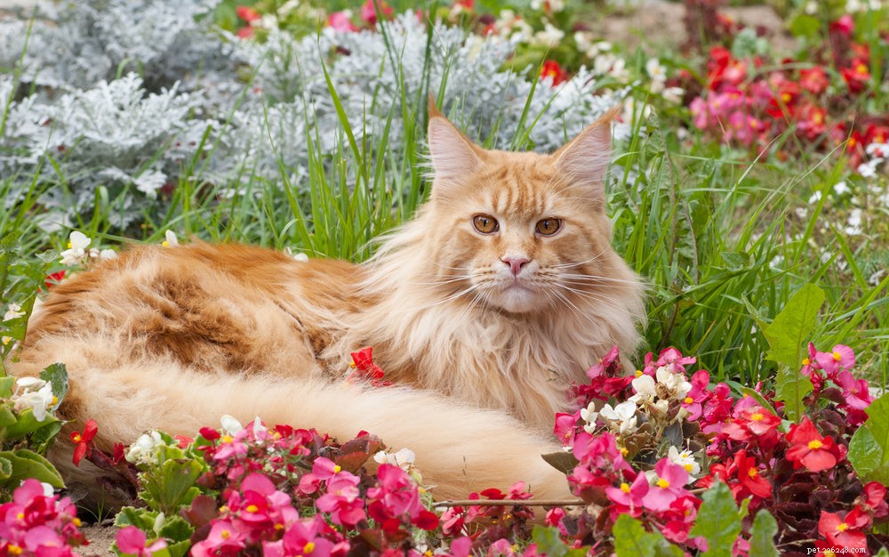 Какие растения безопасны для кошек?