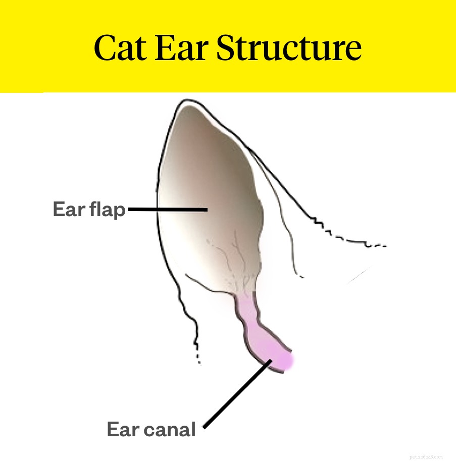 Como limpar as orelhas do seu gato – em casa