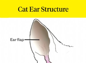 Como limpar as orelhas do seu gato – em casa