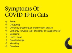 고양이도 코로나바이러스에 감염될 수 있나요?