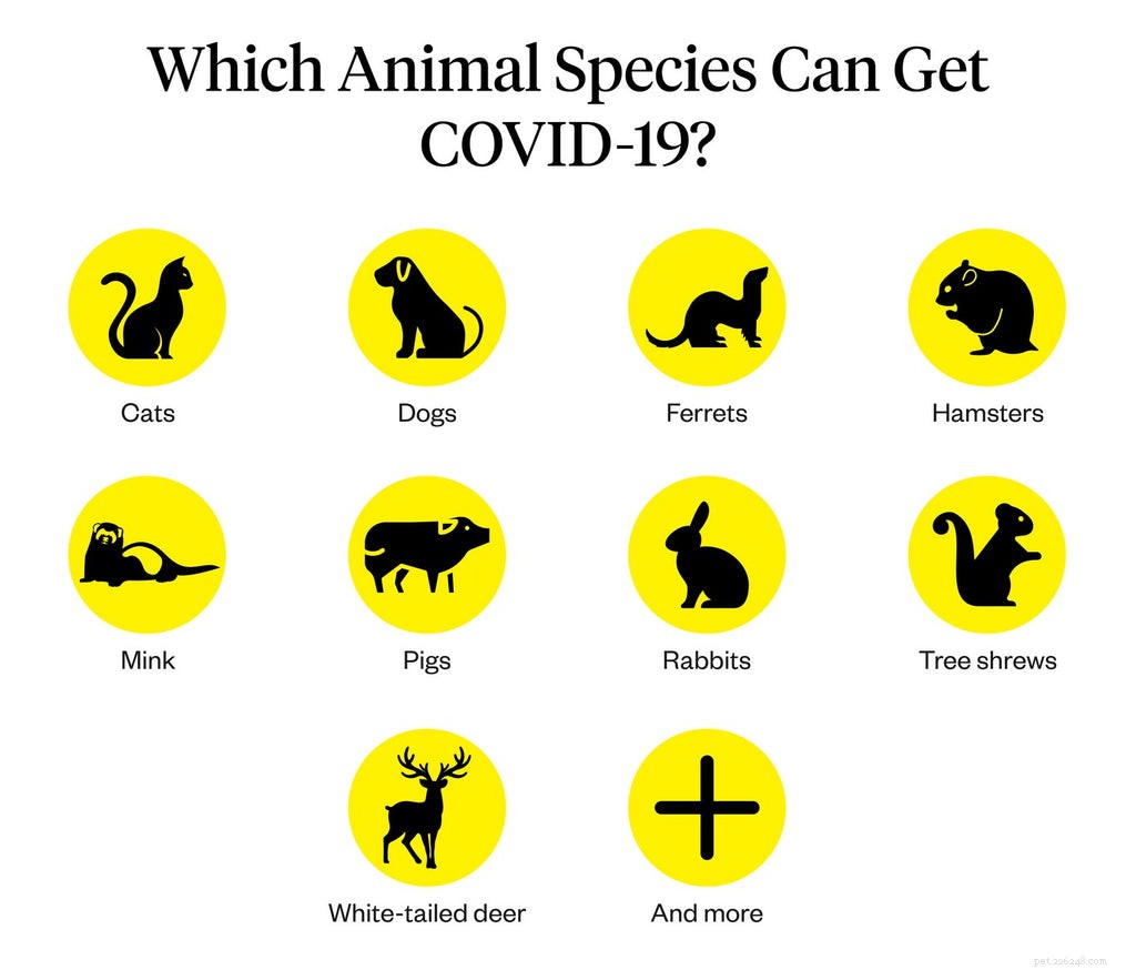 Kunnen katten COVID krijgen?