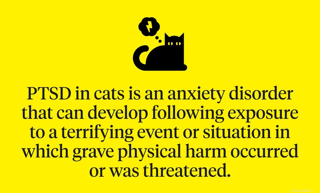 Traumatizovaná kočka:Známky, které je třeba hledat