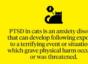 Gato traumatizado:sinais a serem observados