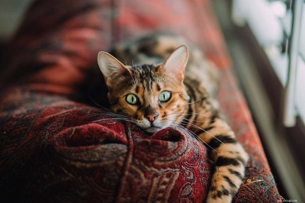 Getraumatiseerde kat:tekens om naar te zoeken