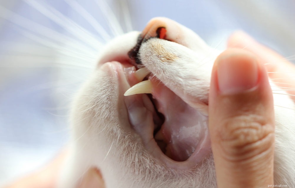 고양이의 치아 흡수