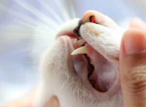 Resorpce zubů u koček