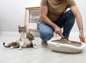 Minhocas no cocô de gato:o que fazer