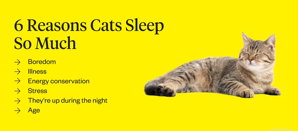 고양이는 왜 잠을 많이 자는가?