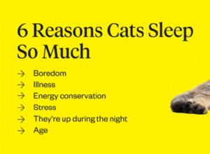 Waarom slapen katten zo veel?