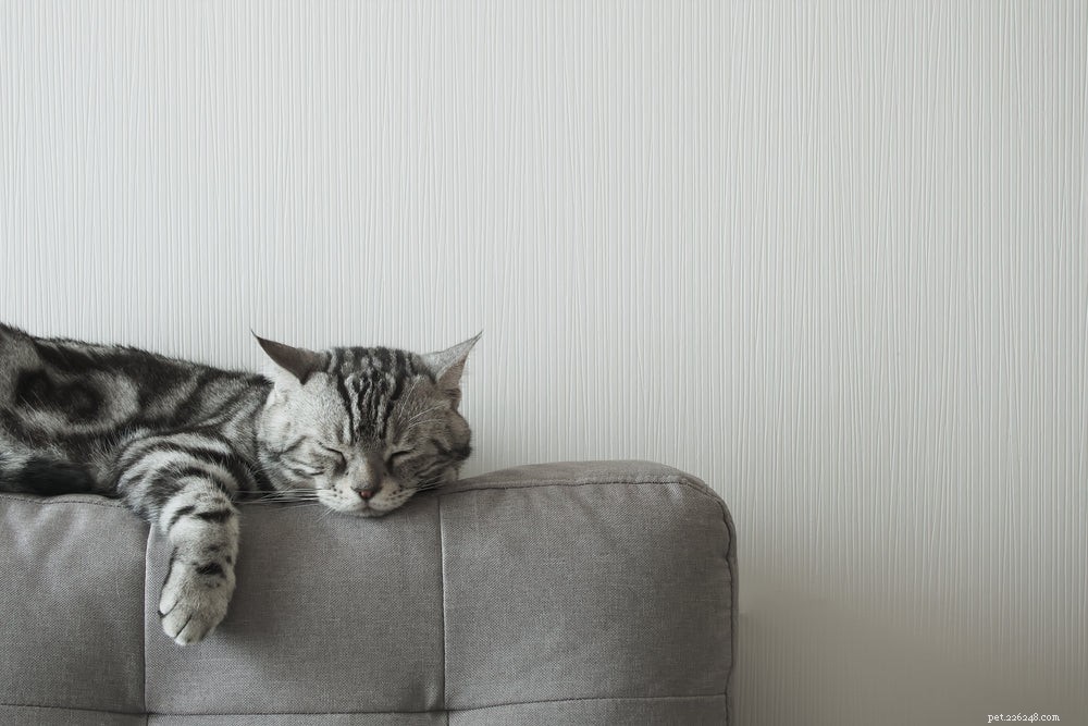 Waarom slapen katten zo veel?