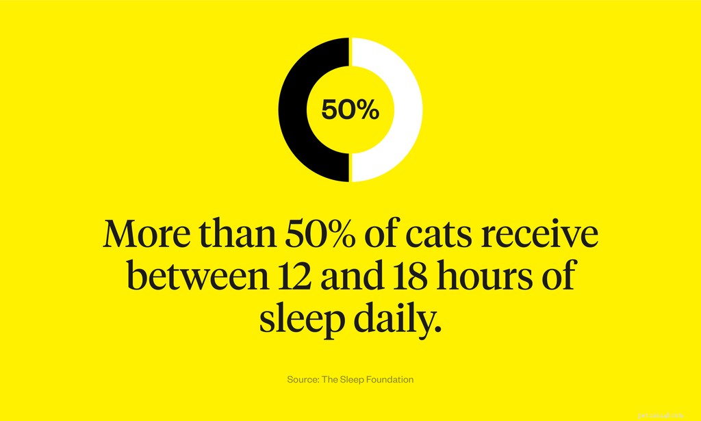 Proč kočky tolik spí?