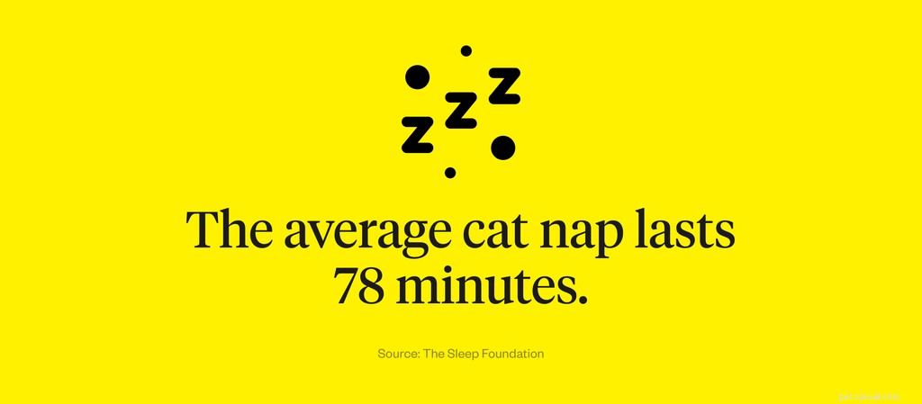 Pourquoi les chats dorment-ils autant ?