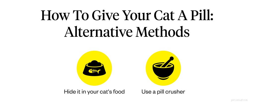 Hoe geef je een kat een pil