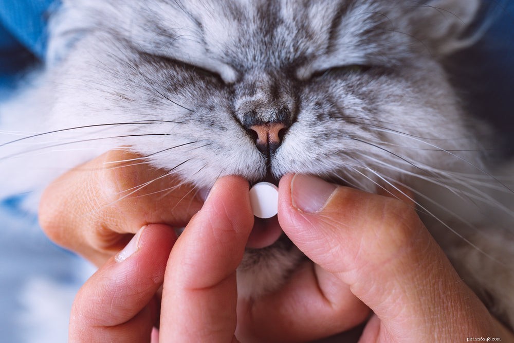 Как дать кошке таблетку